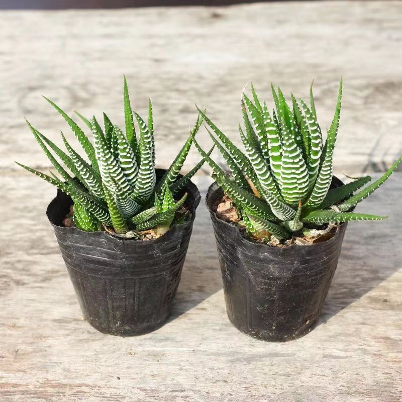 2 Pack Rare Cactus Succulent Plants | Live House Plants for Home & Office Decor