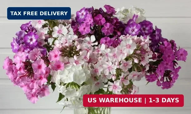 Mix Phlox Seeds, 1100+ Creeping Phlox Flower Non GMO Heirloom Seeds, Mixed Peren