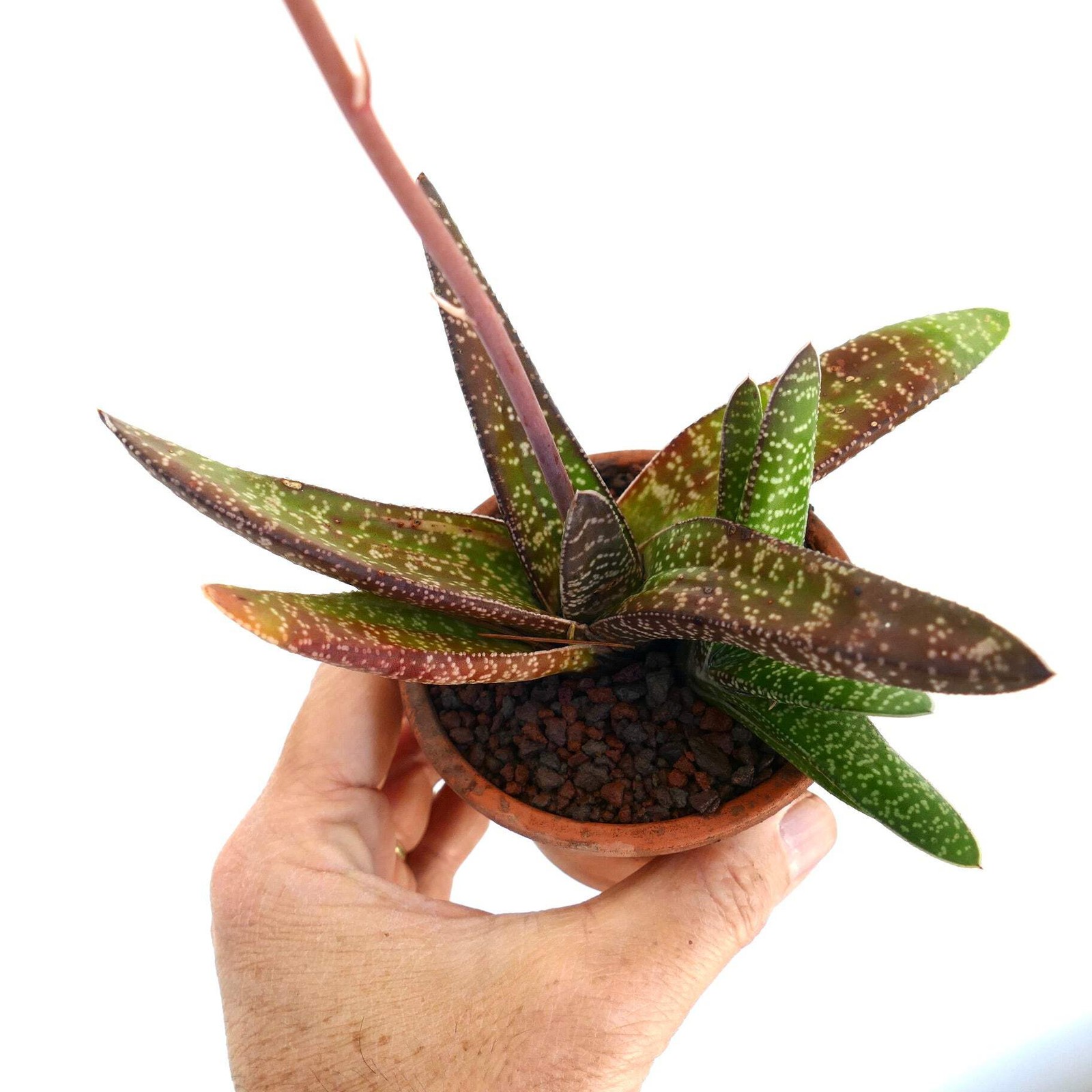 Gasteria carinata EX. EXOTICA (SPECKS) – Bredasdorp gasteria | Carinate gasteria