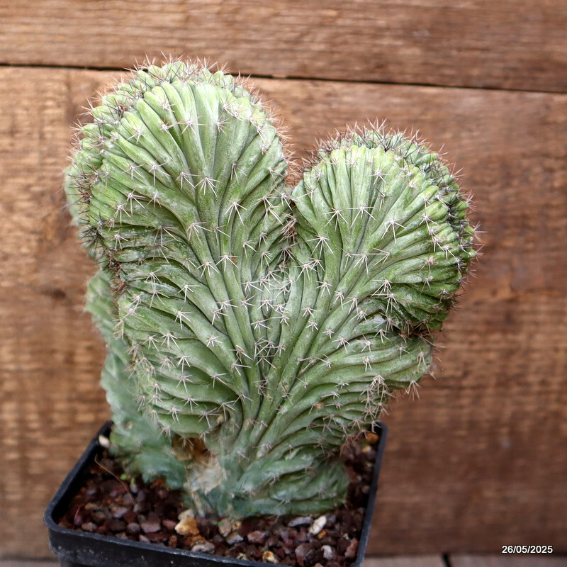 D4370 POLASKIA CHICHIPE CRESTED pot10-H17-W17 cm MaMa Cactus