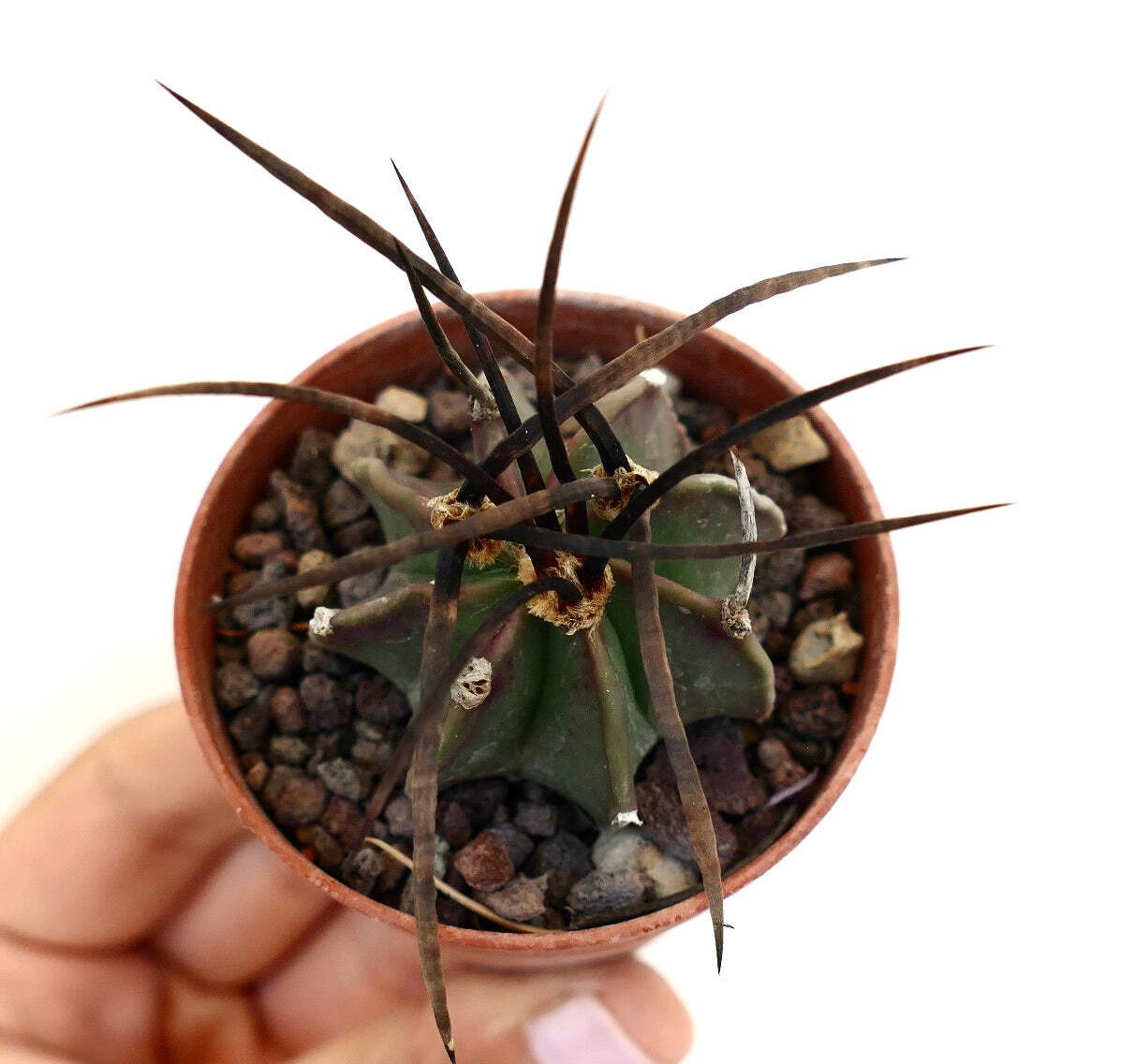 Astrophytum capricorne nudum X BUFFALO – Goat’s horn cactus | Star cactus