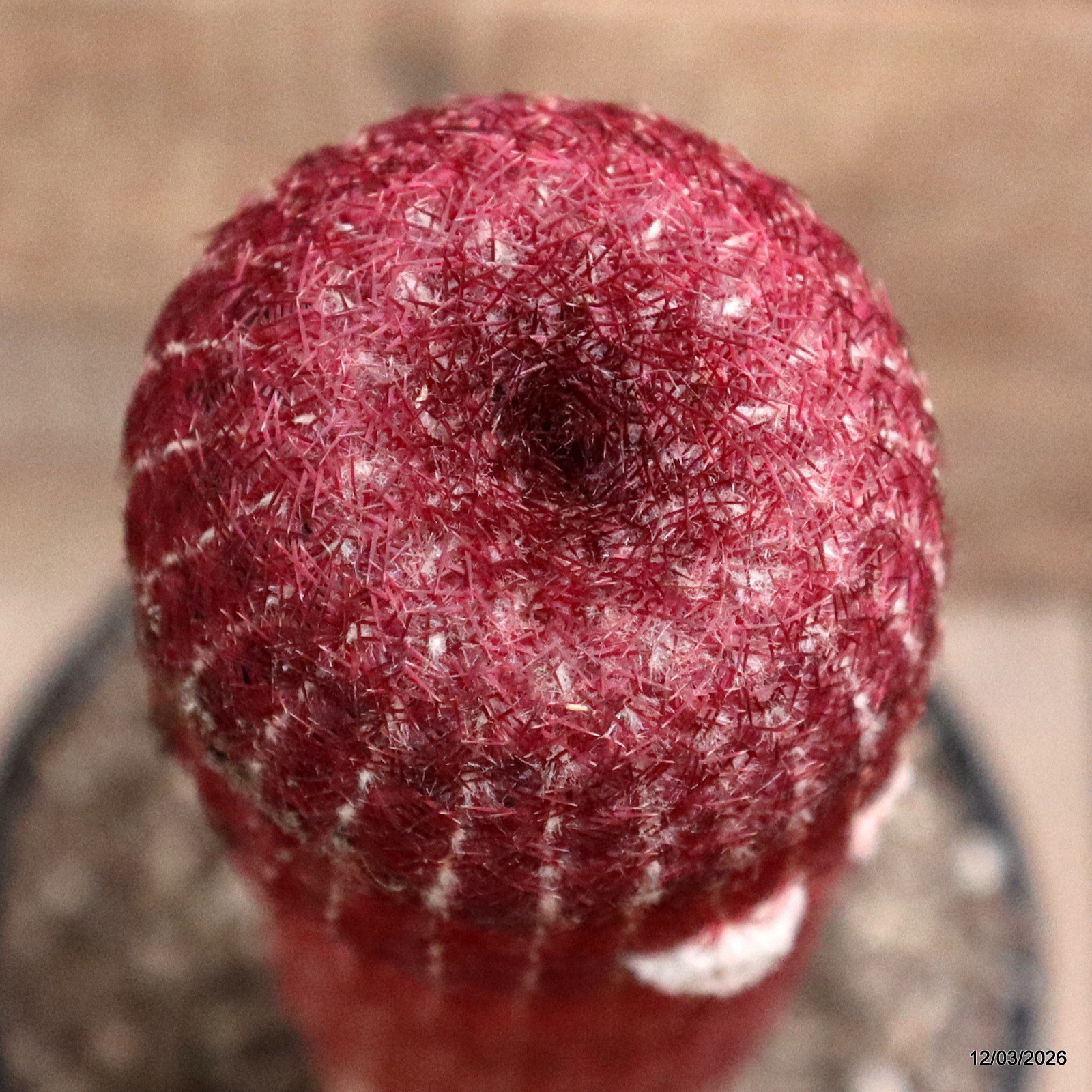 D7972 ECHINOCEREUS RIGIDISSIMUS RUBRISPINUS pot18-H31-W7 cm MaMa Cactus