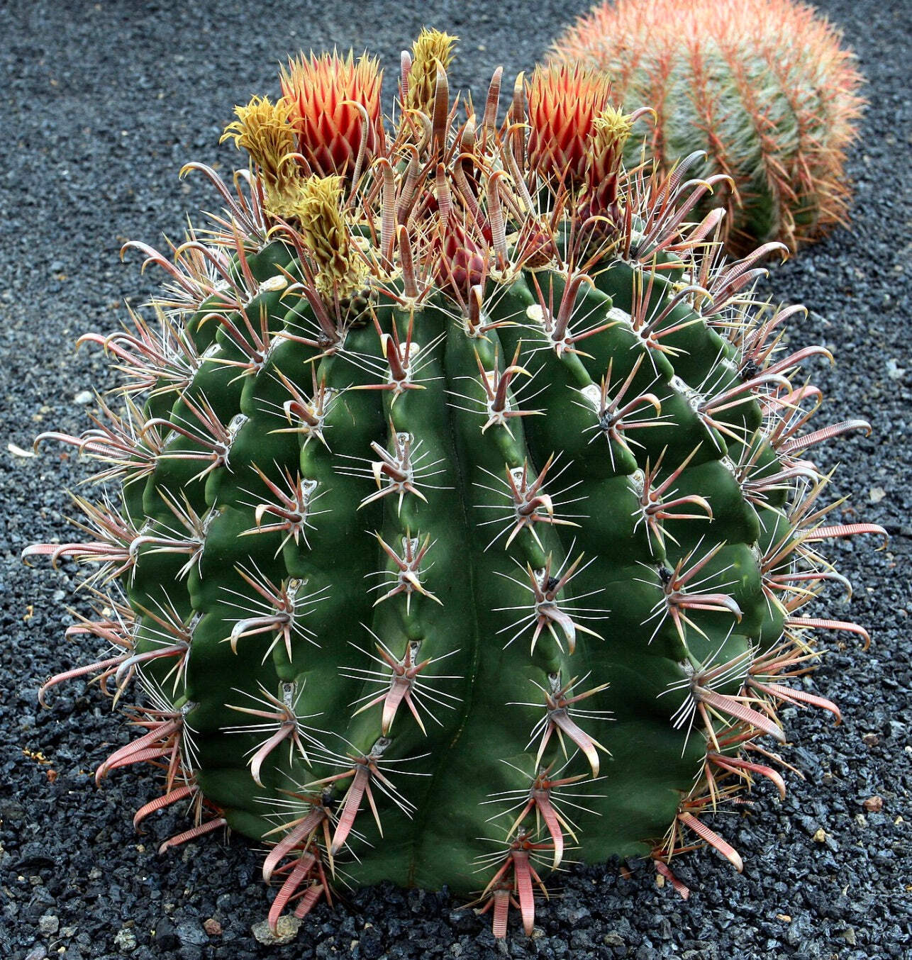 Ferocactus townsedianus – Townsend barrel cactus | Baja barrel cactus