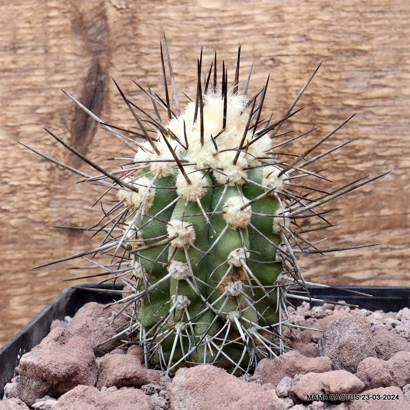 D3215 COPIAPOA BRIDGESII pot12-H7-W4,5 cm MaMa Cactus