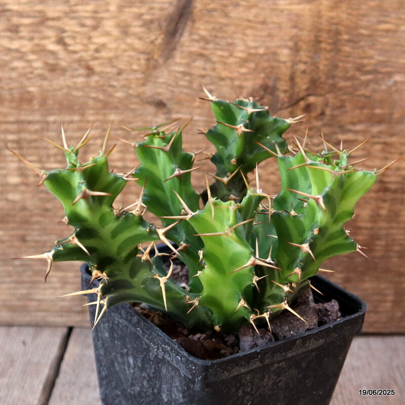 D4704 EUPHORBIA ENORMIS pot9-H13-W14 cm MaMa Cactus
