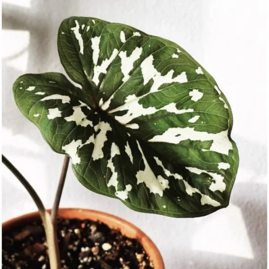 Alocasia Hilo Beauty Elephant Ears Plug | Caladium Indoor & Outdoor House Plant