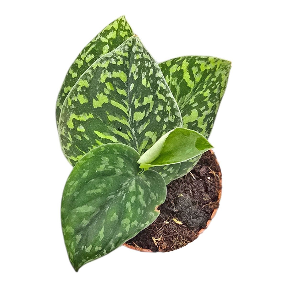 Scindapsus Snake Scale, Rare Variegated, Real Picture, Aroid Houseplant