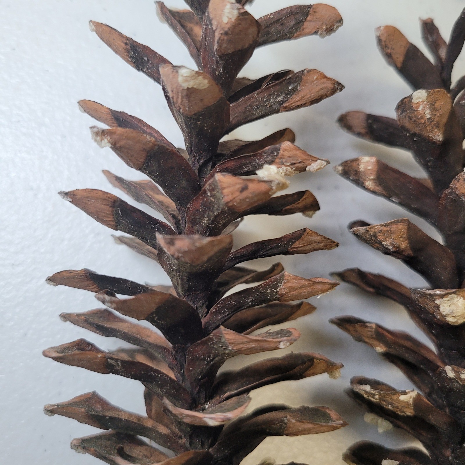 White Pine Cones Michigan 11 Upper Peninsula Tree Forest Crafts Decor Cabin Sap