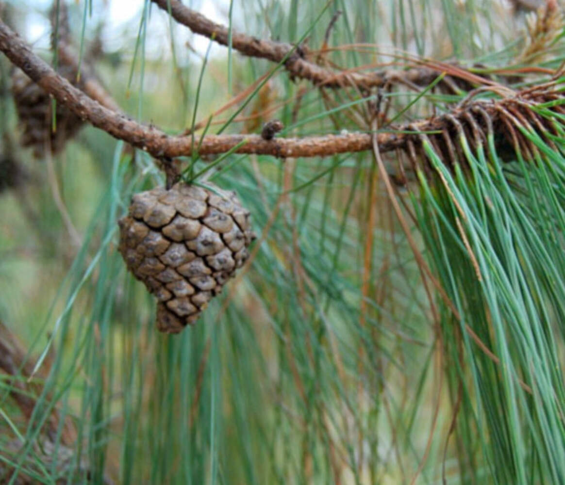 Pinus oocarpa (Honduras) Ocote Pine 10-20cm | Yellow Pine | – Ocote Pine | Mexic