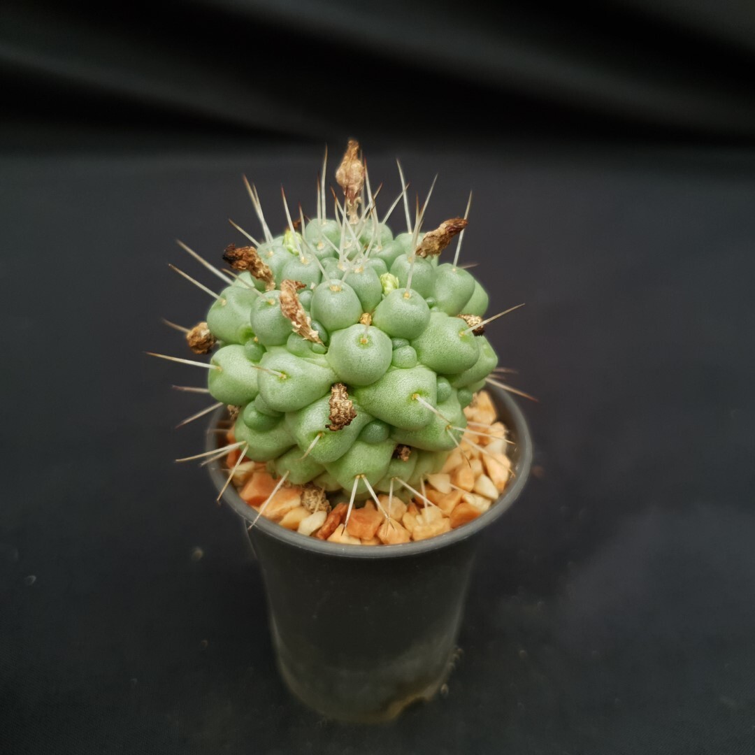 H20: Mammillaria schumannii
