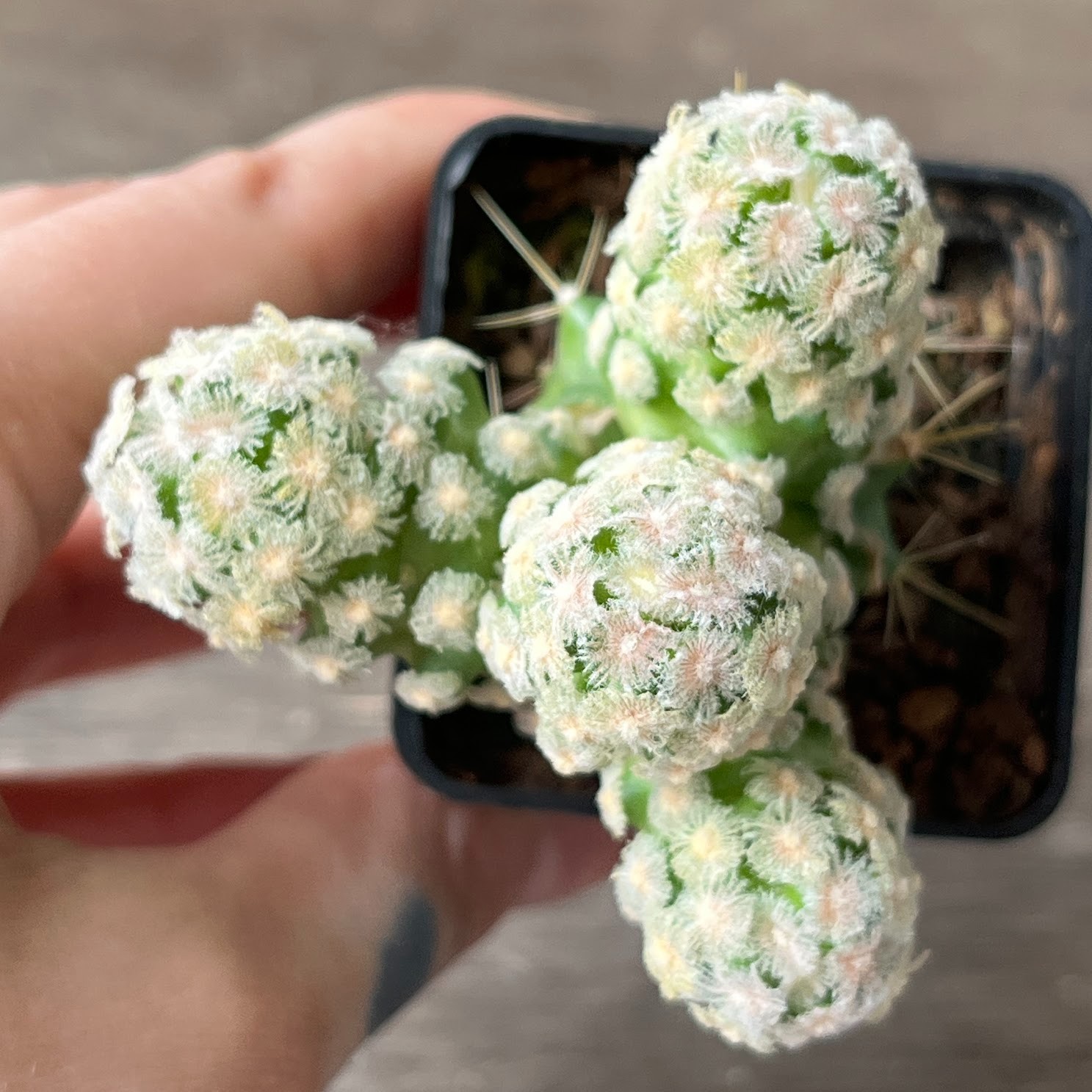 A57-949 Mammillaria theresae v. albiflora, grafted
