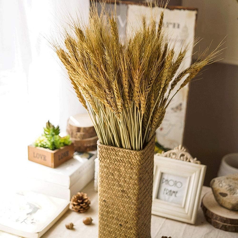 Dried Wheat Sheaves Bundle 100 Pcs Golden Natural Wheat Bouquet Bunch