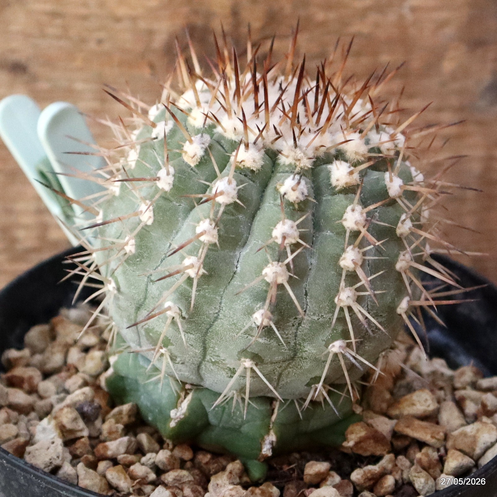 D4134 COPIAPOA CINEREA GRAFT pot14-H11-W8 cm MaMa Cactus