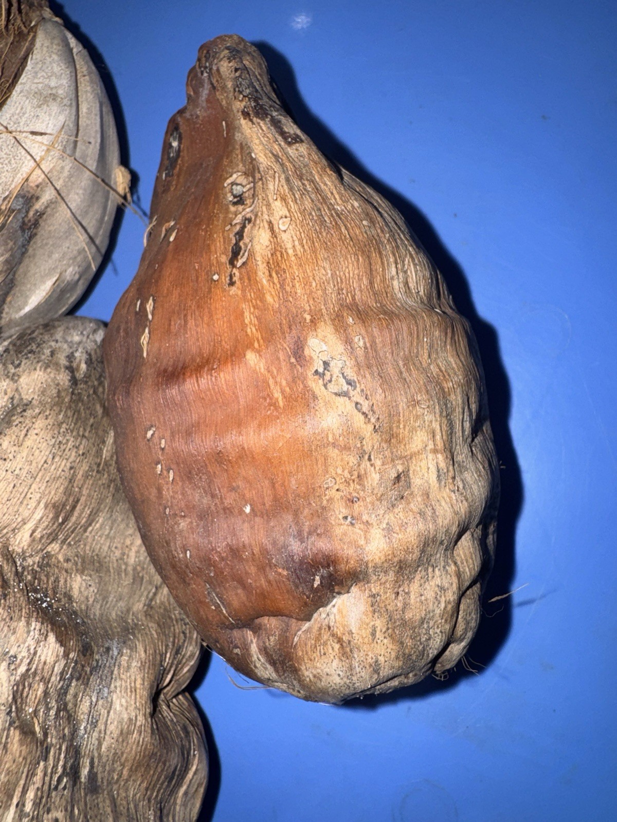 Lot Of 3 Large Coconut Jamaica Beach Whole Husk & Shell 7-9” organic texture