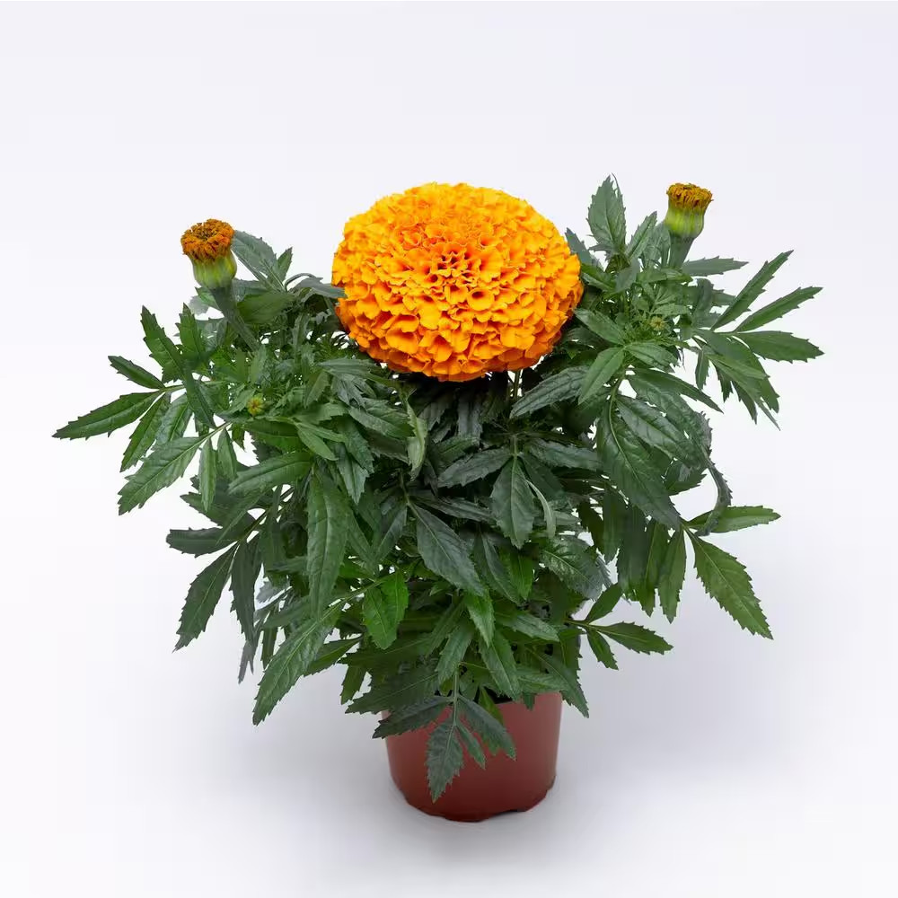 7.5 In. Pot Classic Sq Marigold African Plant (1-Plant)