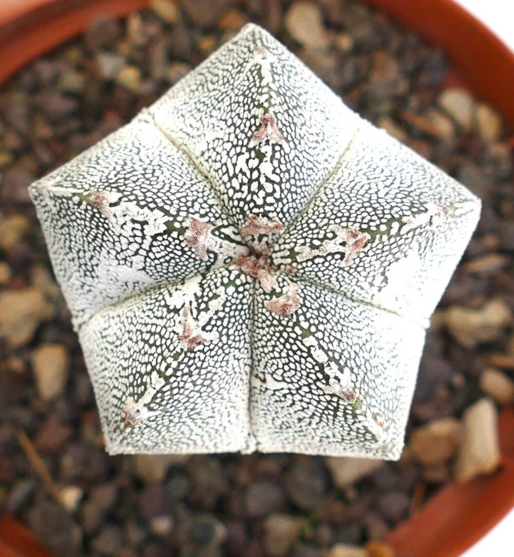 Astrophytum cv ONZUKA x HAKUUN (grafted) PA87 – Bishop’s cap | Star cactus