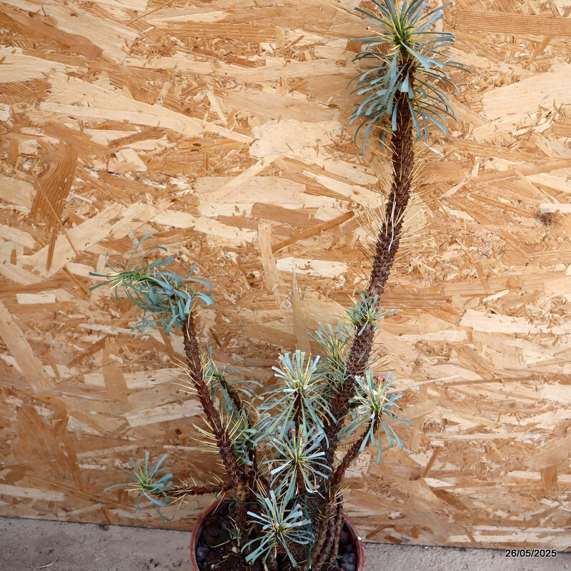 D2958 EUPHORBIA MULTIFOLIA pot20-H63-W26 cm MaMa Cactus