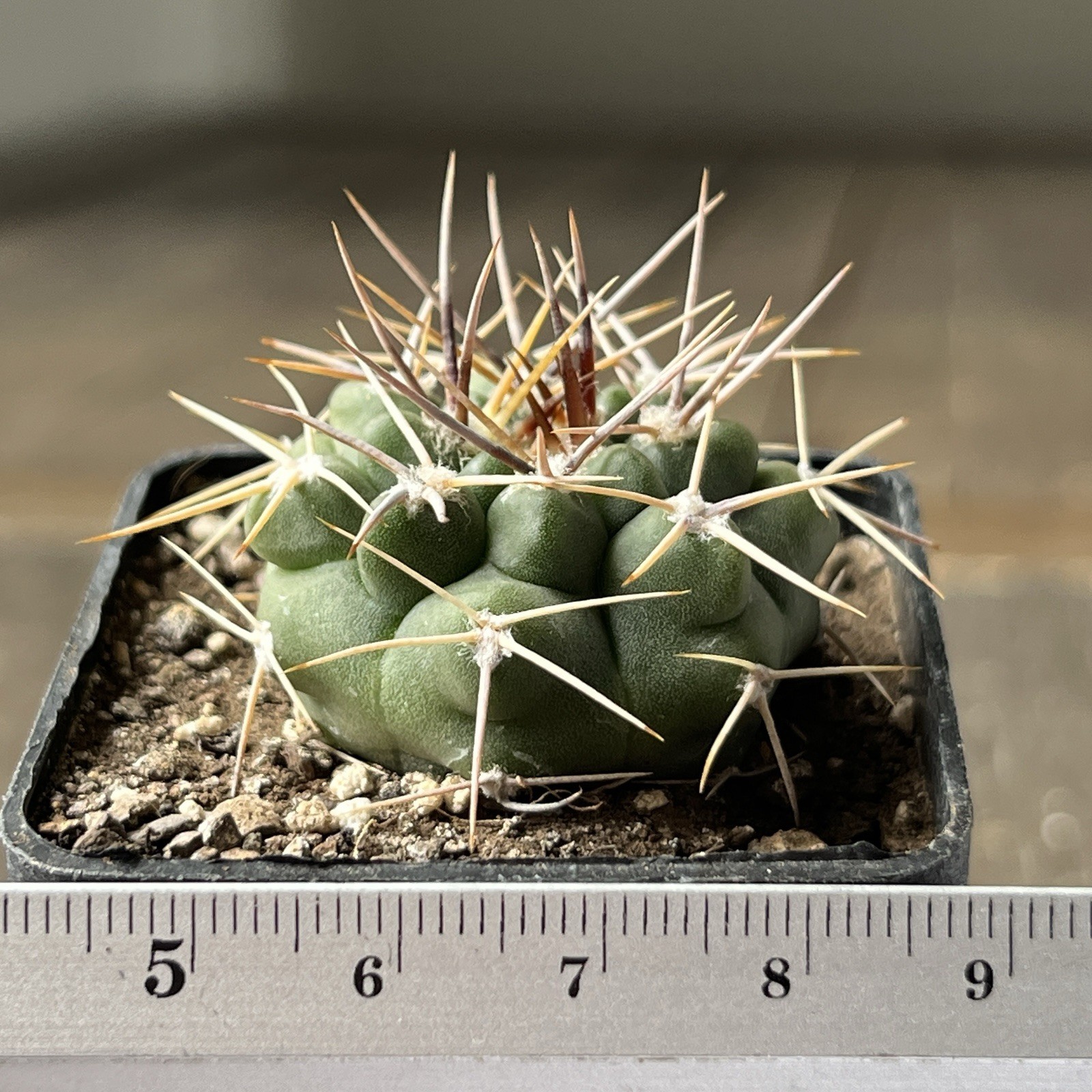 A12-1538.G.bicolor, JL172, Agua Colorado, Cordoba, Arg, own root