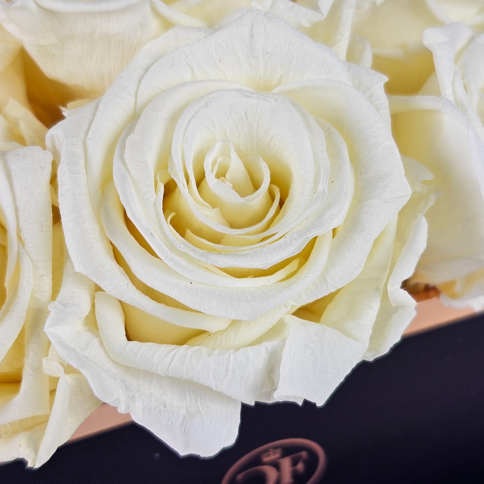 Glam Fleur Preserved 9 White Cream Real Roses in Square Gift Box