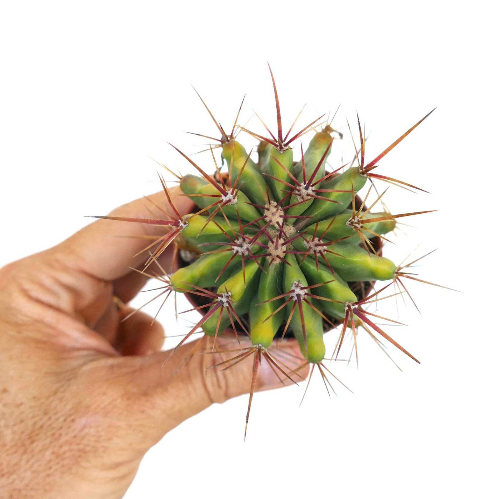 Ferocactus stainesii SLIGHTLY YELLOW body CN – Mexican fire barrel | Fire barrel