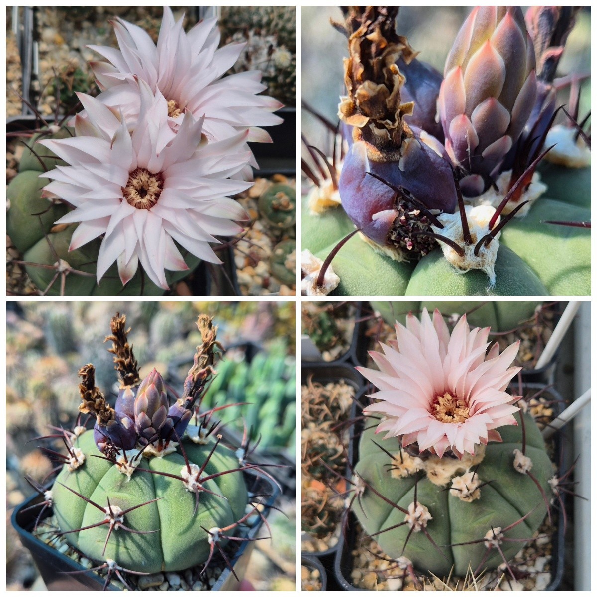 Gymnocalycium cabreraense VOS 2122 harvest 20seeds harvest 2025