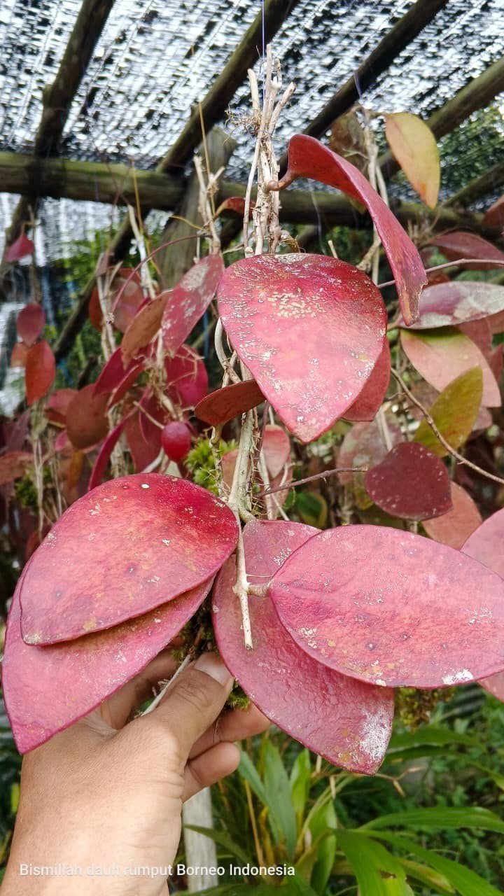 Real Picture Hoya Benchai Red Rare Plant