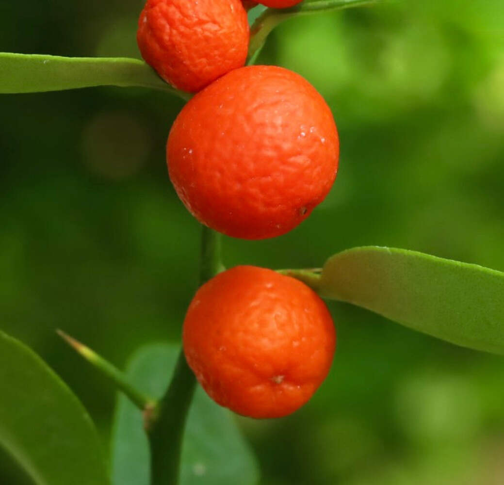 Citrus hindsii (Hong Kong KUMQUAT) – Hong Kong kumquat | Small-leaved kumquat