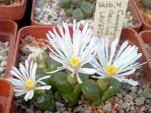 CONOPHYTUM MIX SEEDS 100 PCS 2022 harvest /approximately 20 species/