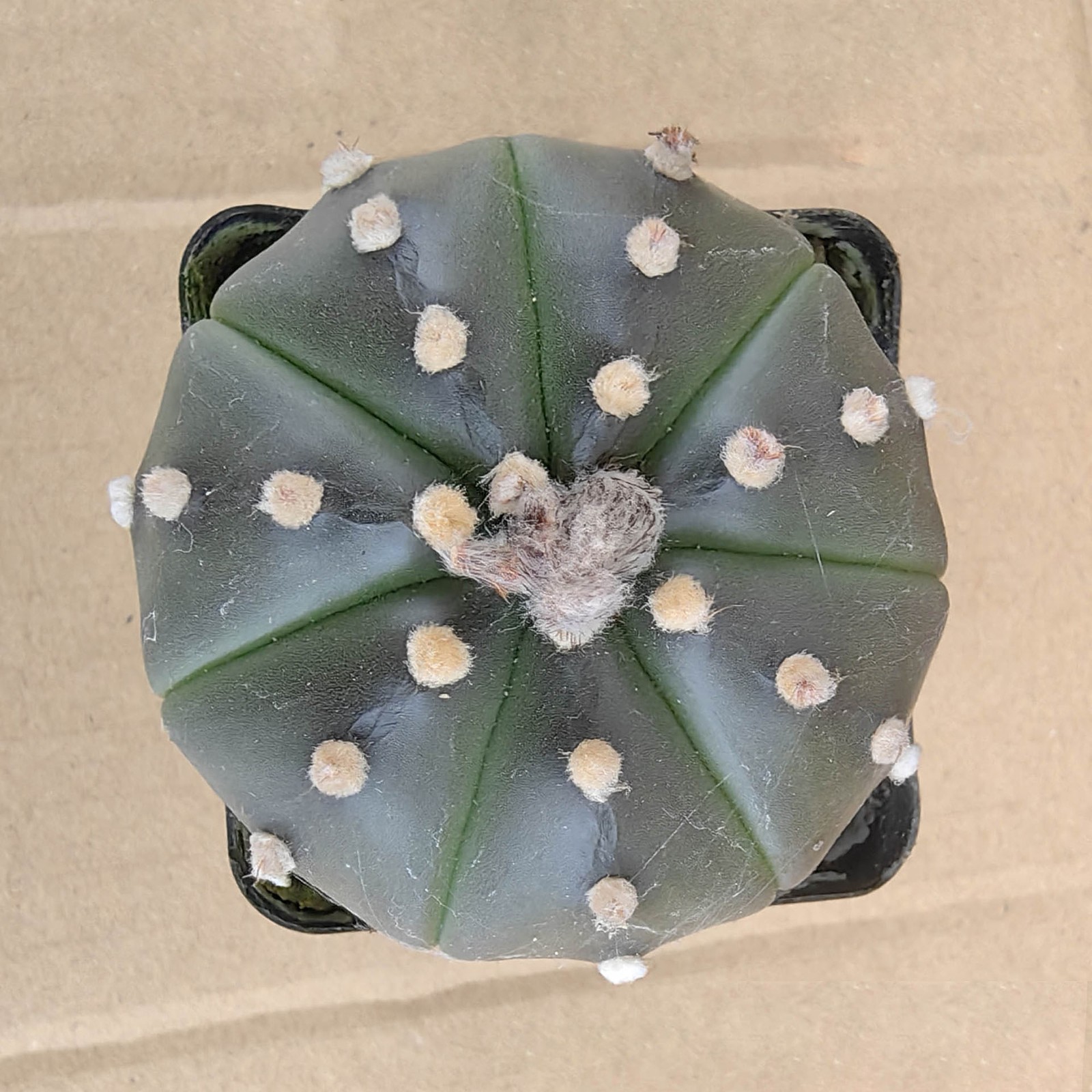 No Spine Star Cactus (Astrophytum asterias) Perfect for Home & Office Decor