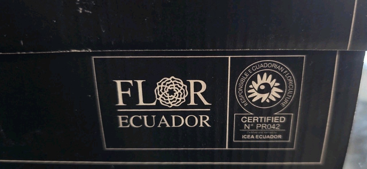 Preserved Roses Forever Roses 6 Pack Metallic Blue XL Ecuador