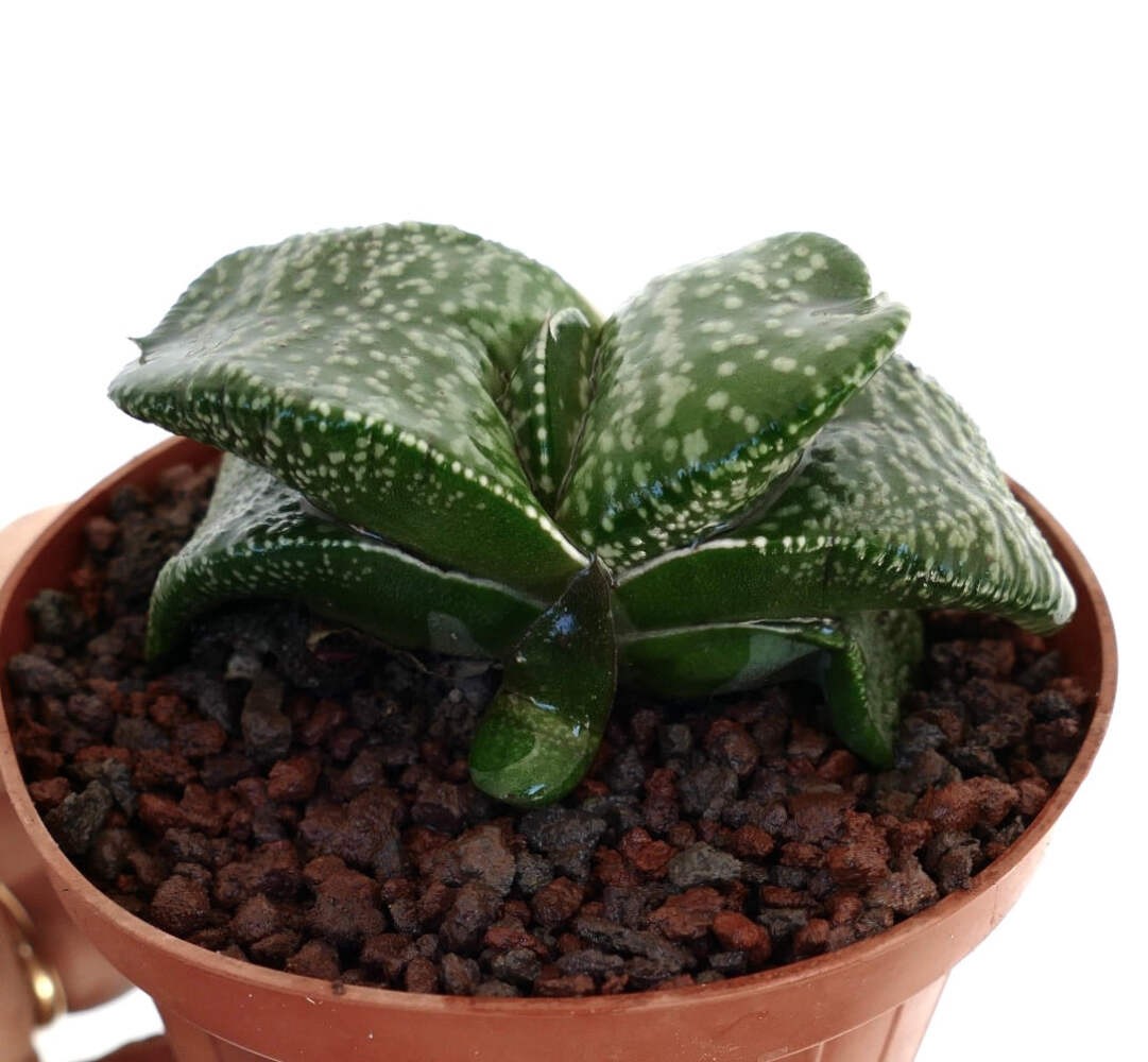 Gasteria armstrongii cv ‘Pearl’ VERY FAT LEAVES – Armstrong’s gasteria | Armstro