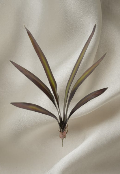 Cymbidium Orchid Leaf x 6 leaves with roots – 25″ tall (BR/SG)