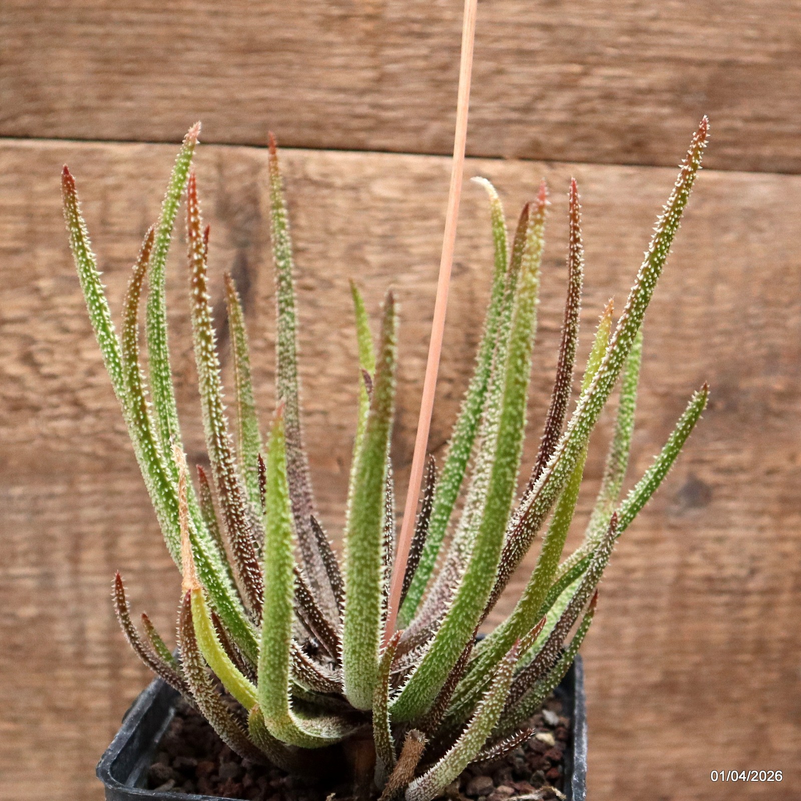 D8187 ALOE DELICATIFOLIA pot10-H16-W14 cm MaMa Cactus