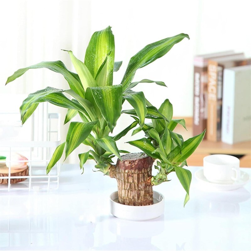 A Set of Green Plant Brazilian Wood Water Raise Lucky Wood Potted Tree Indoor US