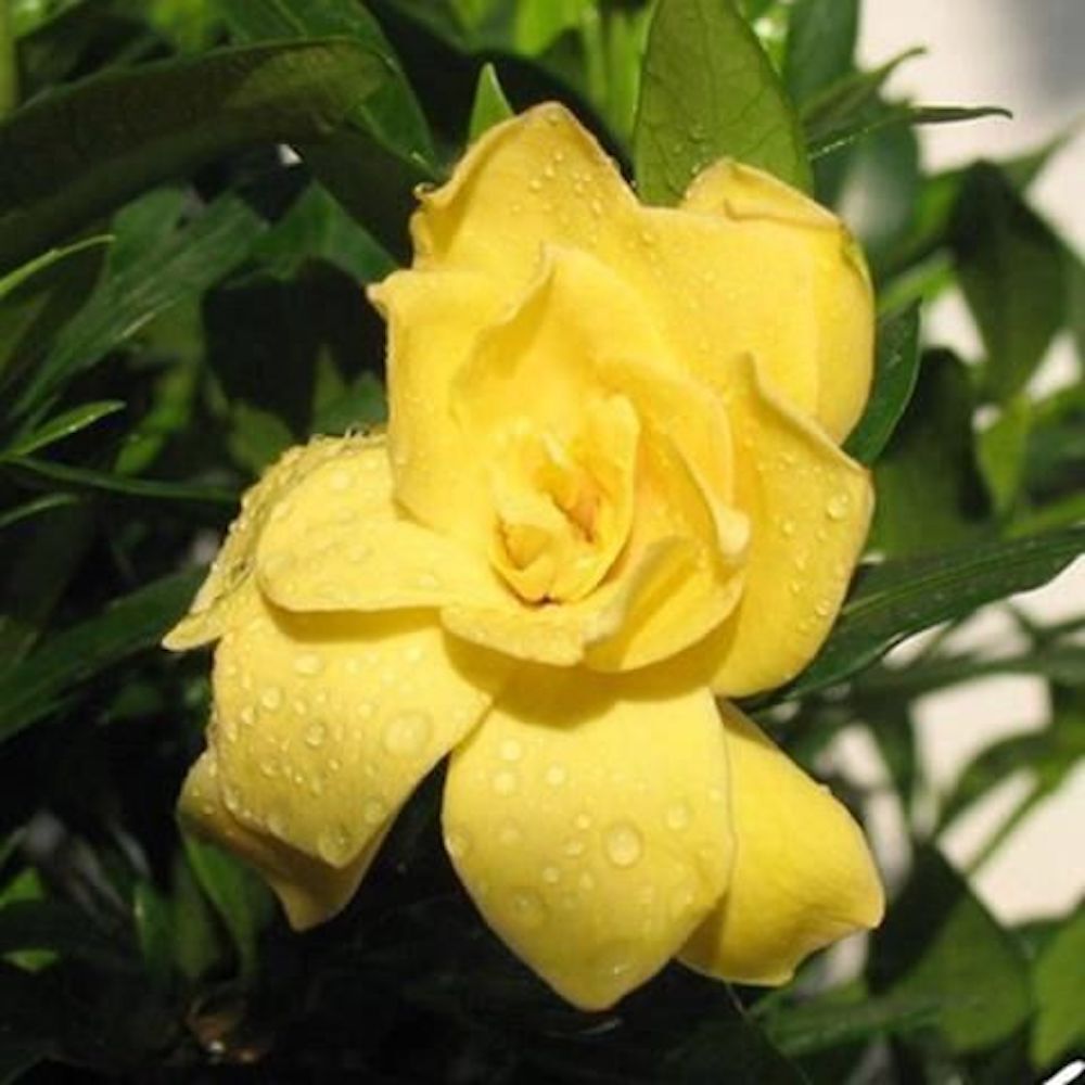 (10) GARDENIA SEEDS perennial flower garden bed bush plant USA SELLER W/TRACK