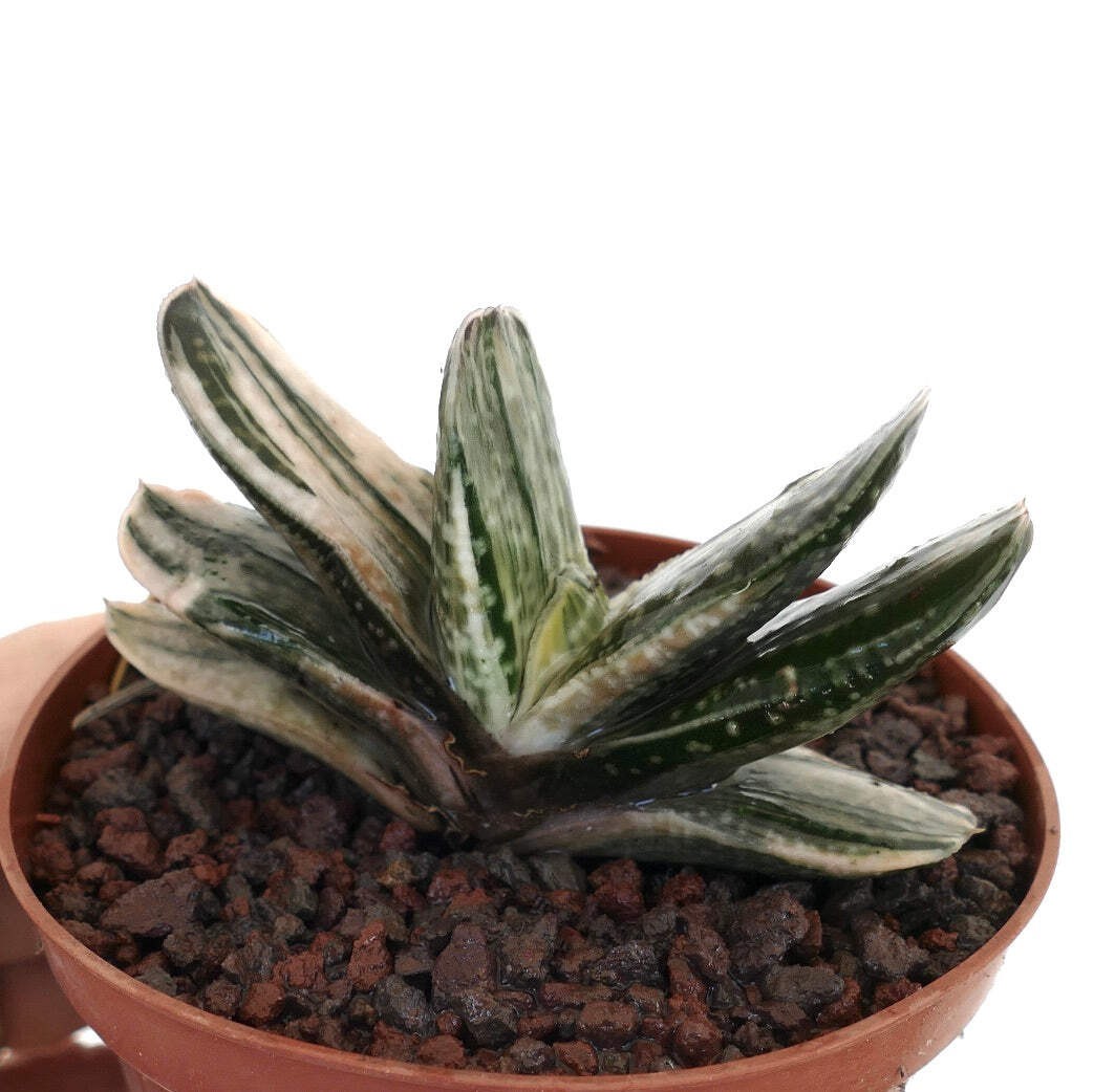 Gasteria cv 風白 GREEN WHITE FORM – Ox tongue | Lawyer’s tongue