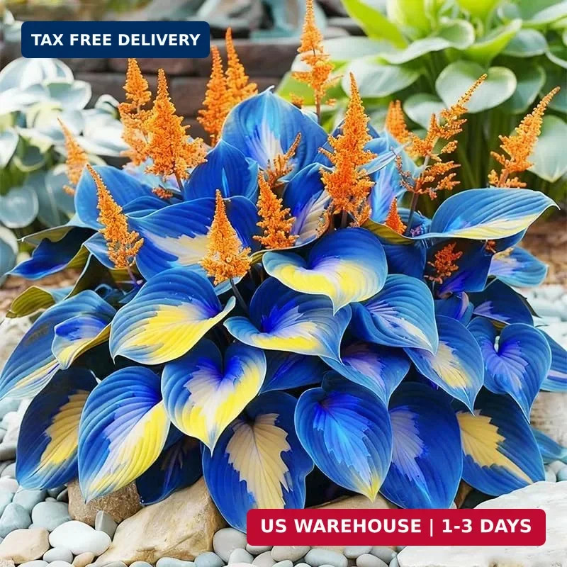 315+ Perennial Mix Color Hosta Seeds for Planting in Outdoor Garden – Shade Tole