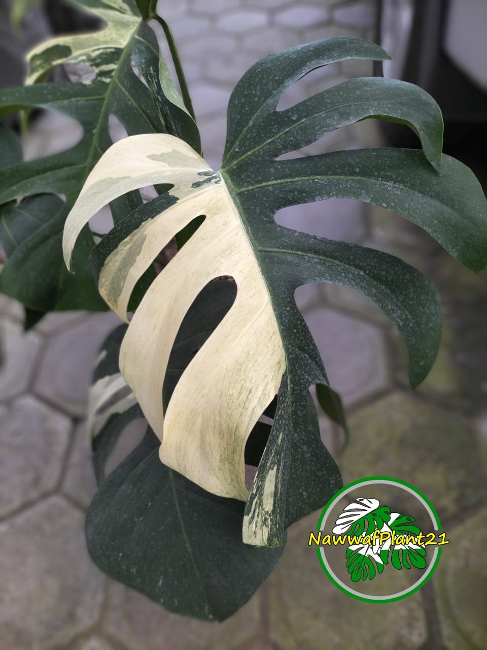 Monstera Jungle Mint Variegated Mature Real Picture Big Size
