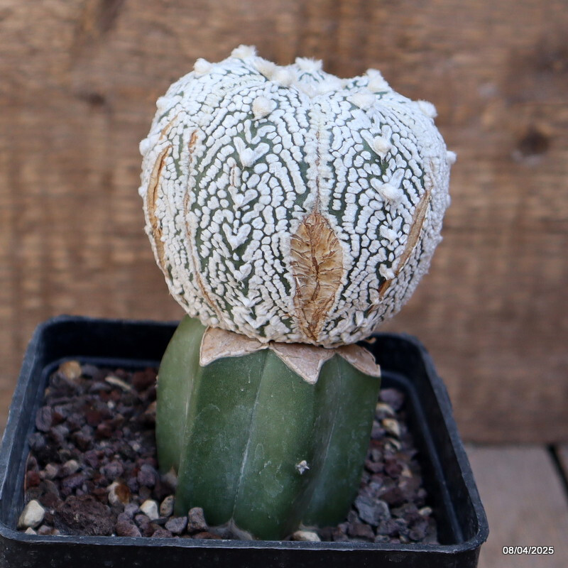 A6920 ASTROPHYTUM SUPER KABUTO V TYPE GRAFT pot10-H12-W7 cm MaMa Cactus