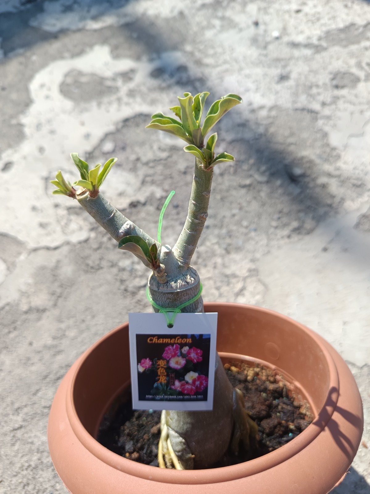 adenium plant