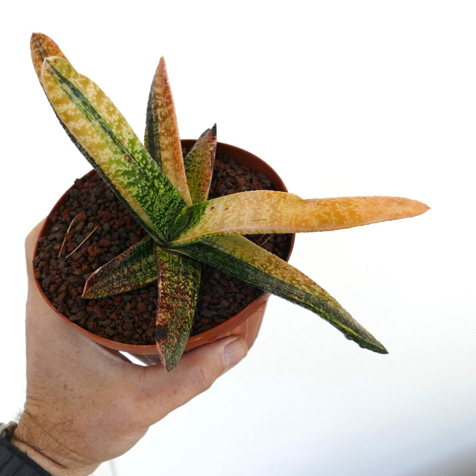 Gasteria batesiana YELLOW REVERSE VARIEGATED – Knoppies gasteria | Ox tongue