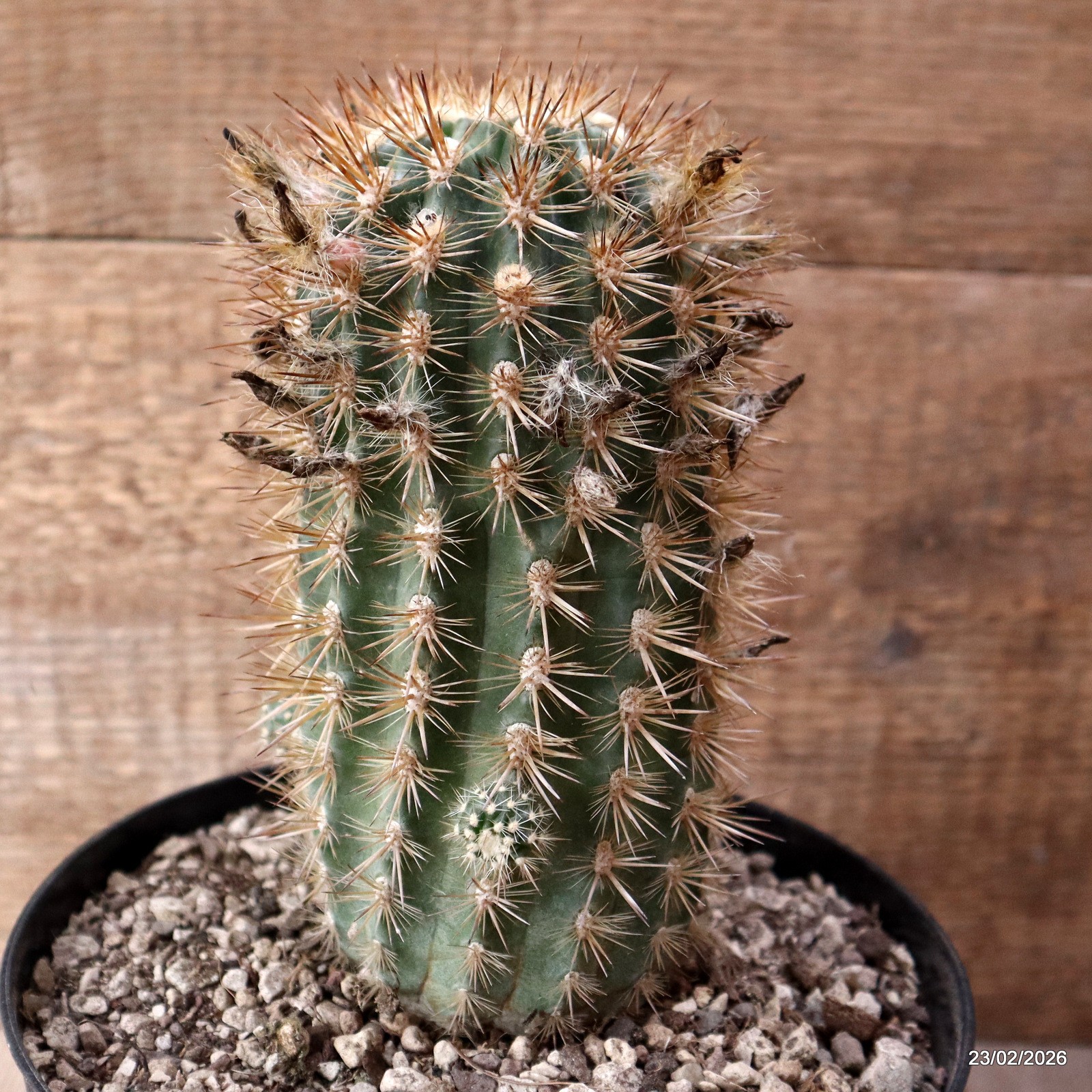 D7903 NEOPORTERIA SUBGIBBOSA pot18-H19-W12 cm MaMa Cactus