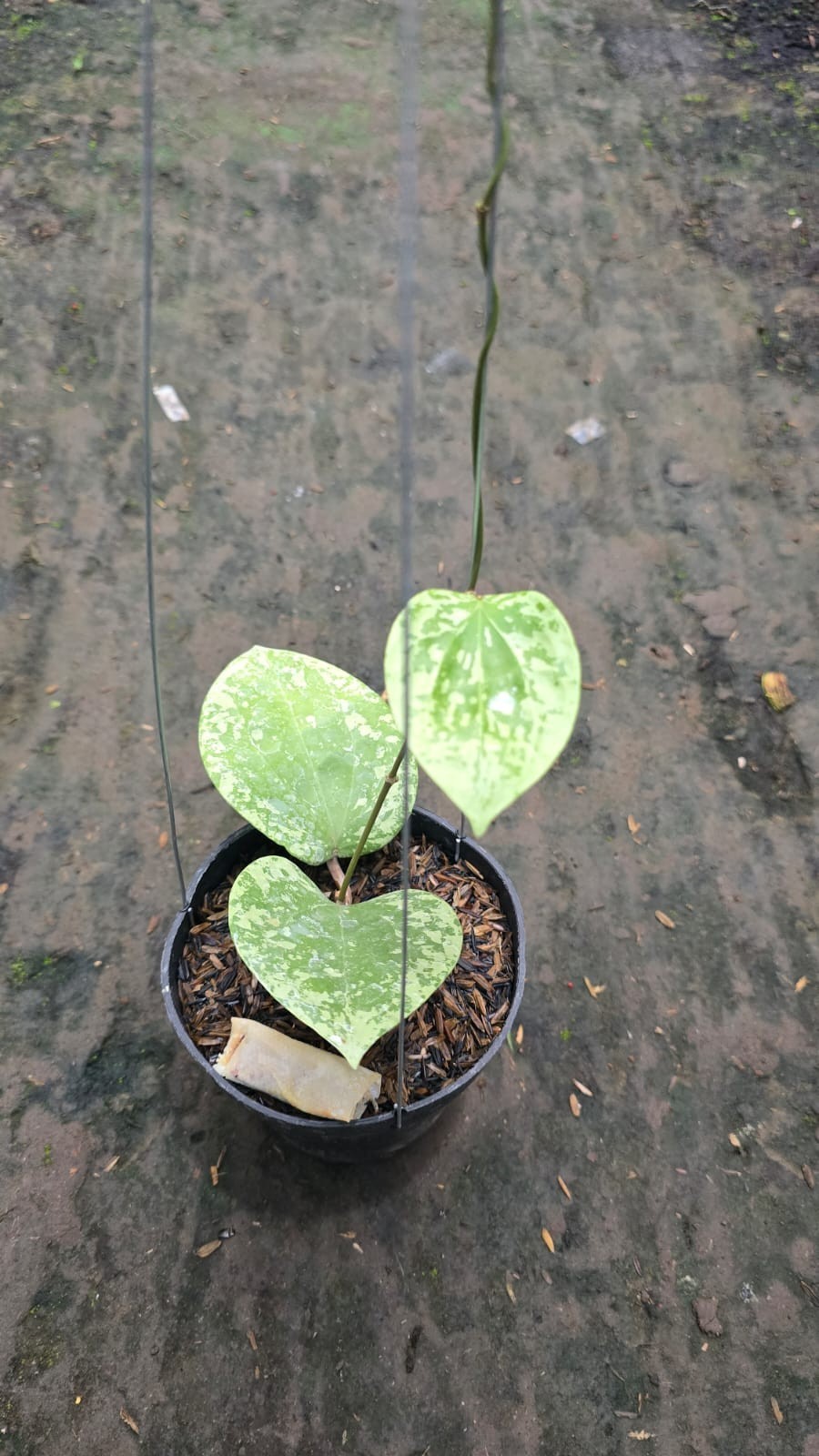 Real Picture Hoya Glabra Silver Splash Rare Plant