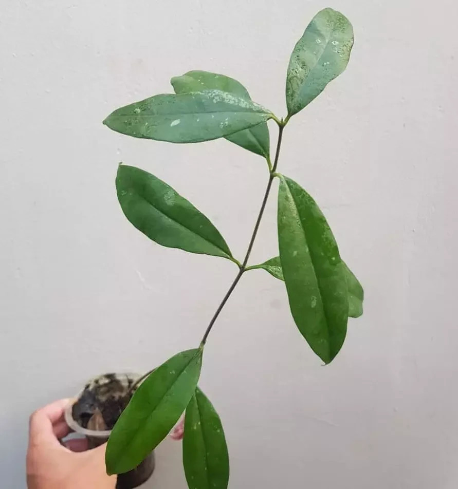 Hoya Wallichii Sub Sp. Tenebrosa Rare Plant