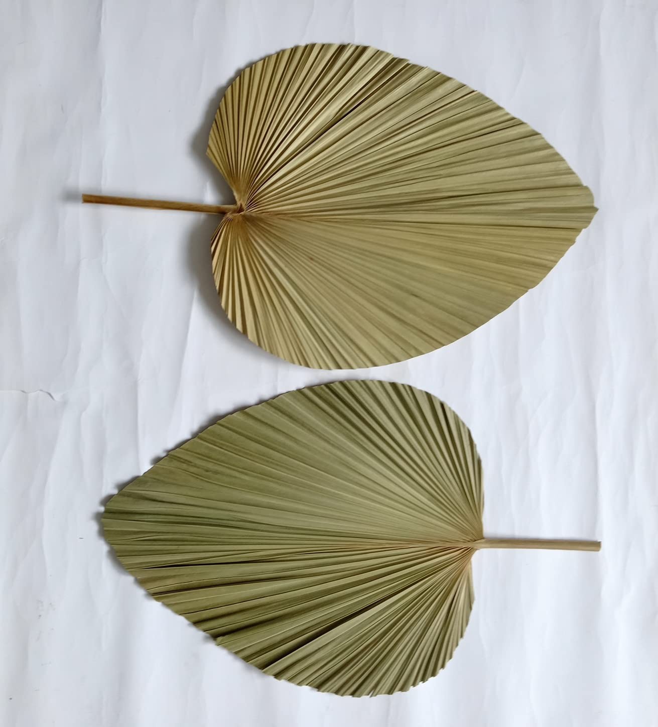 23″ H x 15″ W Giant Tropical Dried Palm Leaves Large Palm Fan Leaves for Wedd…