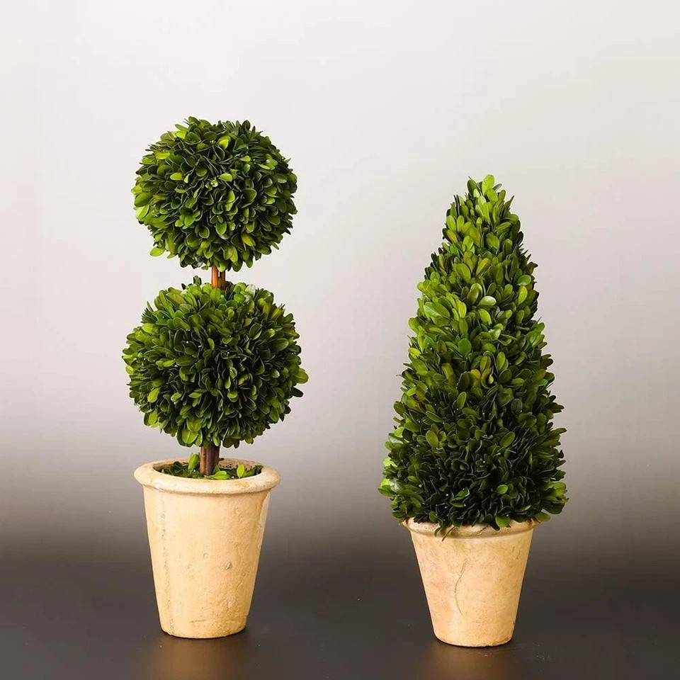 Real Preserved Boxwood Evergreen Potted Tree Globe 17 inches, Cone Topiary