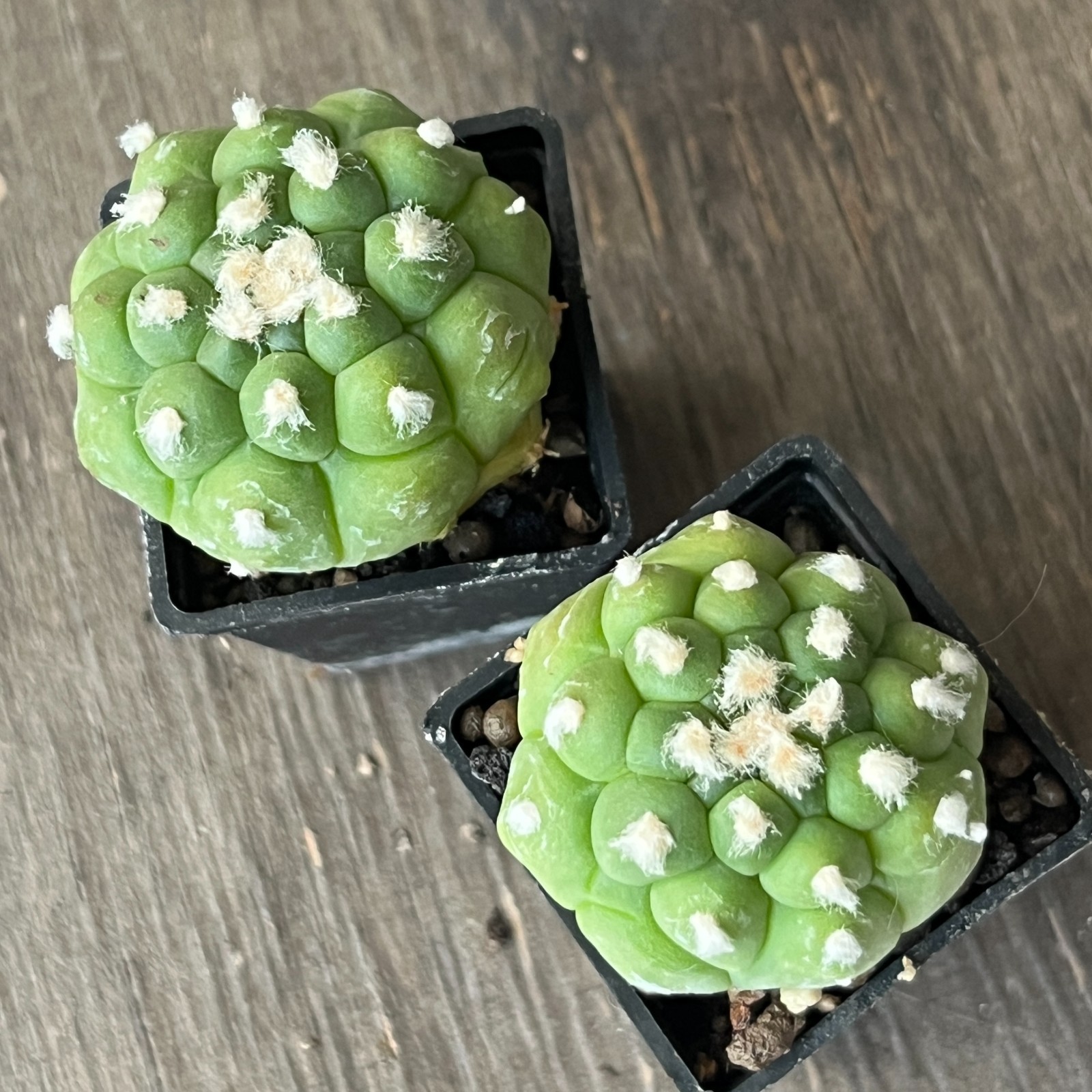 A50-653 Astrophytum super Kabuto cv. “Lizard Skin”, grafted, 2 pieces