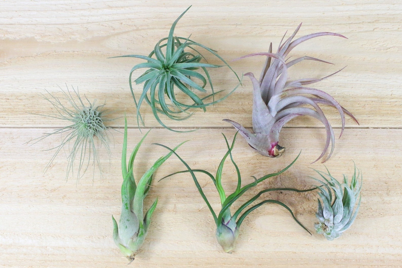 10 Pack Grab Bag of Small & Medium Tillandsia Air Plants – FAST SHIPPING