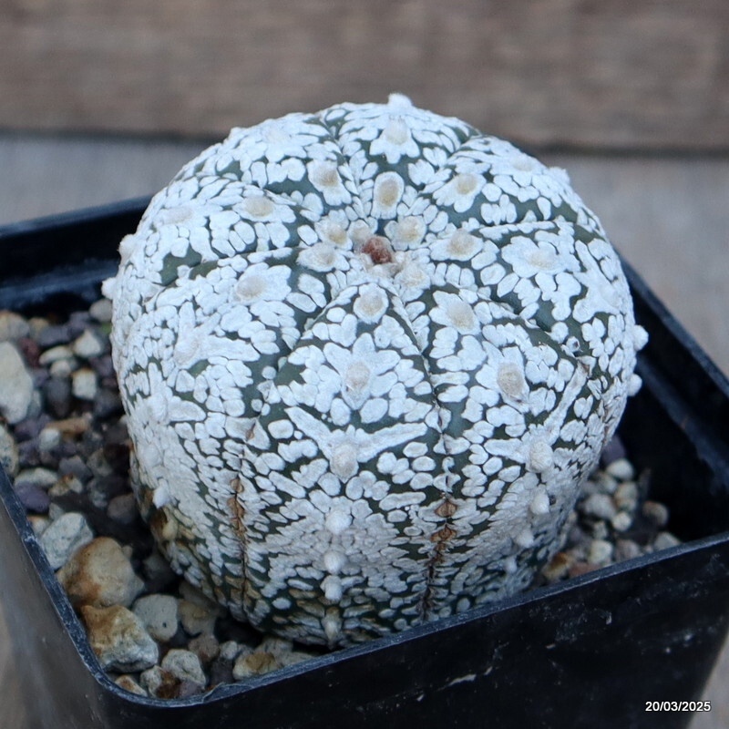 A4628 ASTROPHYTUM SUPER KABUTO SNOW pot 10 cm H 3 cm W 5,5 cm MaMa Cactus