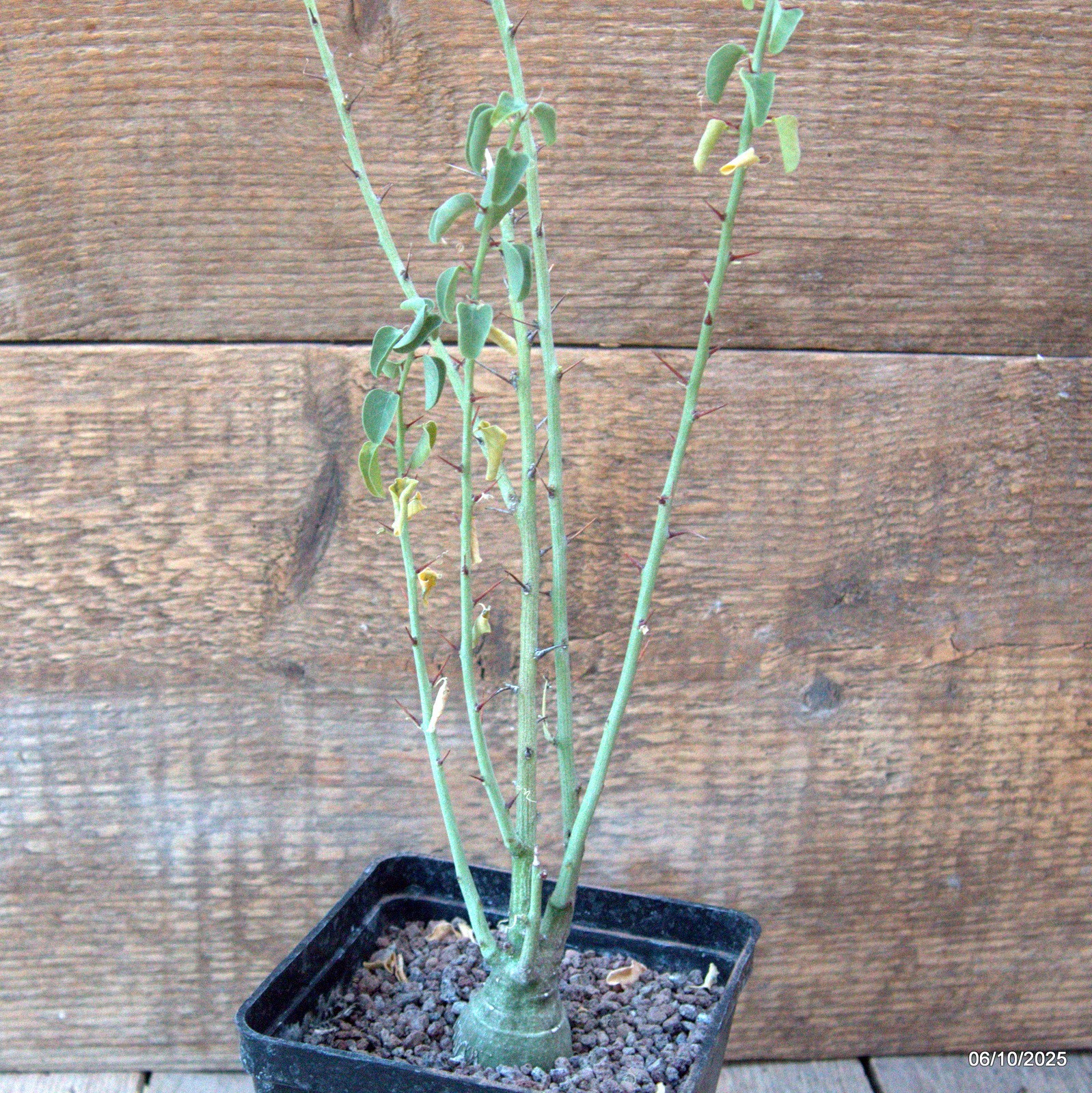 D6910 ADENIA SPINOSA pot10-H36-W5 cm MaMa Cactus